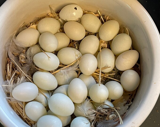 10 Infertile FINCH Eggs for Baby Eggeating Snakes Dasypeltis and Other
