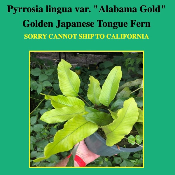 Japanese Tongue Fern, Pyrrosia lingua variety Alabama Gold Leaf Tongue Fern Completely Cold hardy to Zone 7