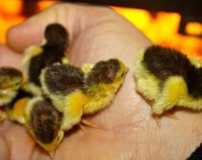 15 Fresh Tuxedo Button Quail Eggs These Are Chosen From Only My Groups