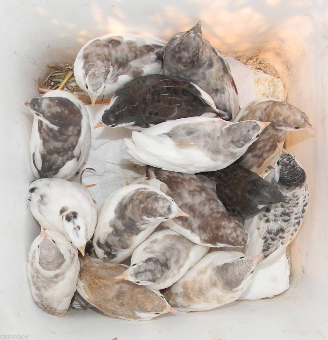 10 Tuxedo Button Quail Eggs These Are Chosen From My Groups of Tuxedos