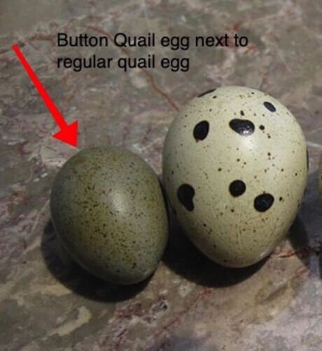 Button Quail Eggs