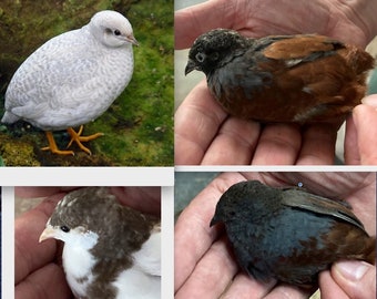 20 Button quail eggs chosen from many different varieties.  MAX of 2 per customer Cannot ship to Hawaii