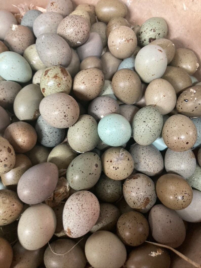 15 Fresh Button Quail Eggs Chosen From 12 Different Colors of - Etsy
