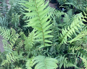 Southern Woodfern or Southern Shieldfern DRYOPTERIS LUDOVICIANA  totally cold hardy, heat tolerant native fern for your garden