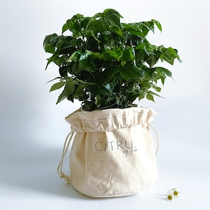 Puede incluir: Una planta verde en una maceta de tela blanca con el texto "CITRUS by Kim" impreso en la parte delantera.