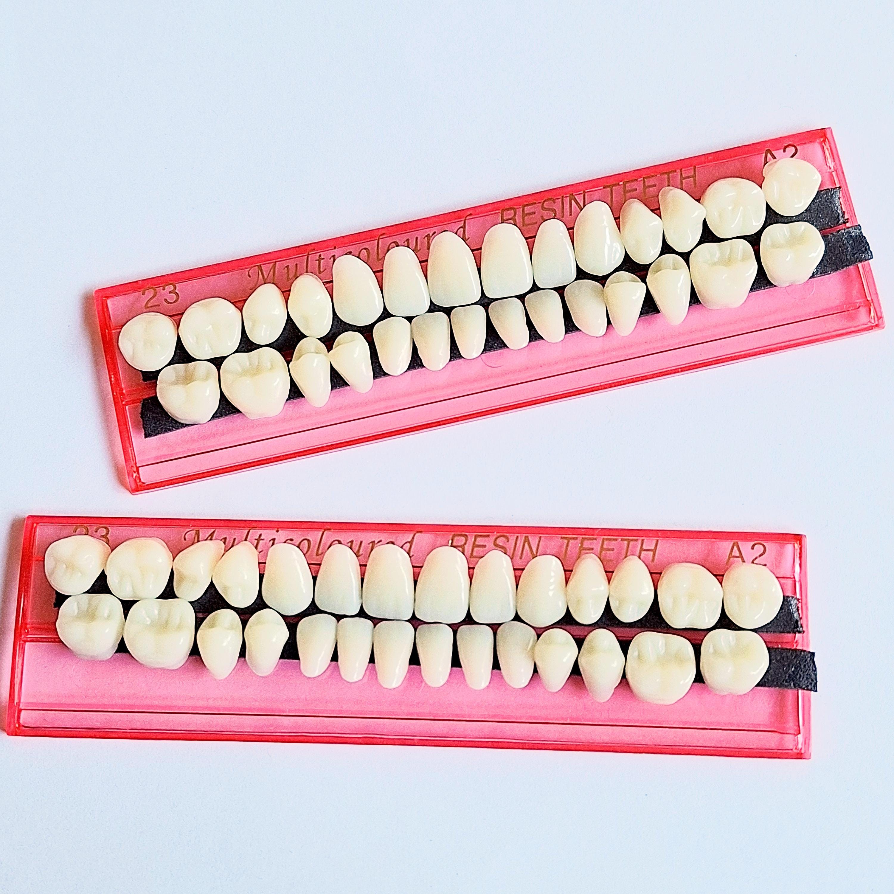 Realsitic Tooth Set of 28 Fake Realistic Human Teeth Set for Art/crafts/sculpturing and ...
