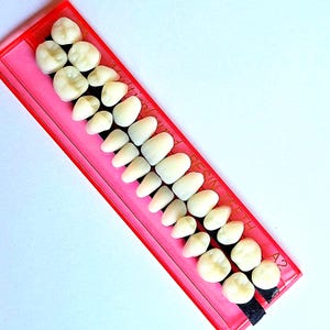 Set of 28 Fake Realistic Human Teeth Set for Art/Crafts/Sculpturing and more