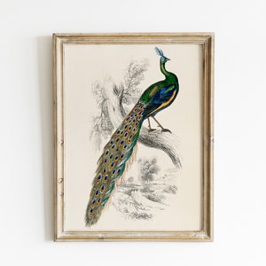 Vintage Peacock Wall Print | Digital Print | Peacock Poster | Home Wall Decor