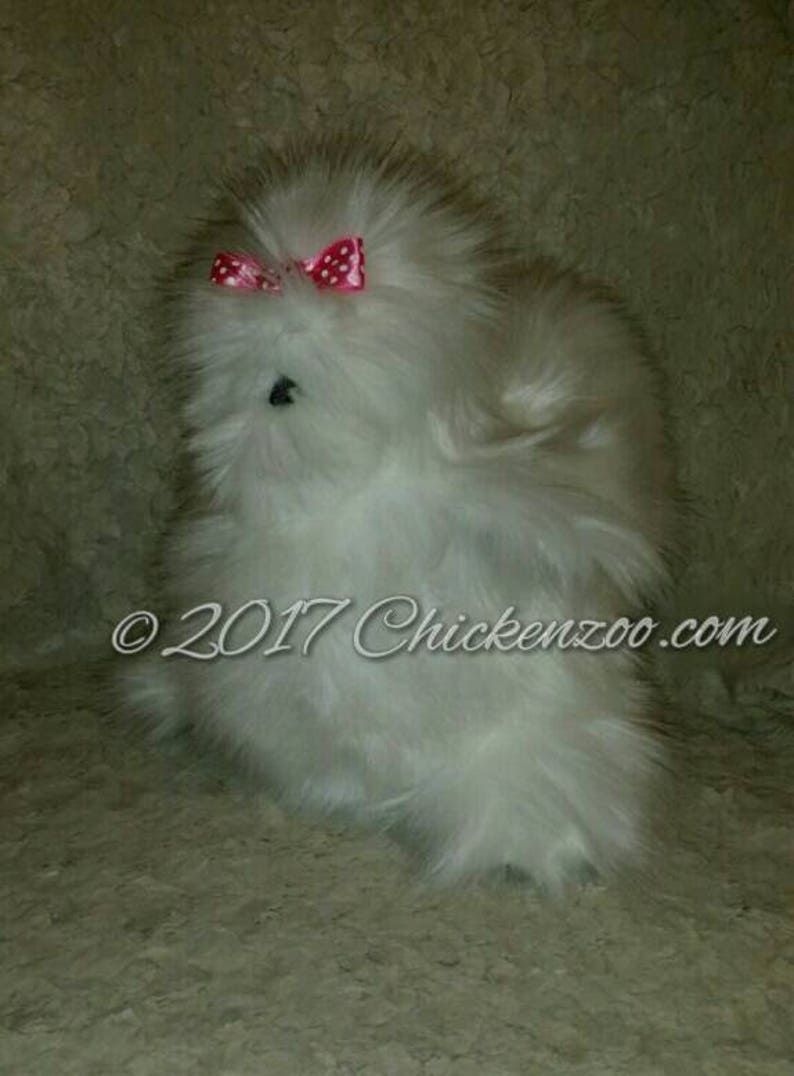 silkie chicken plush