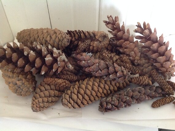 Download 100 Bulk Pinecones Christmas Crafts Etsy PSD Mockup Templates