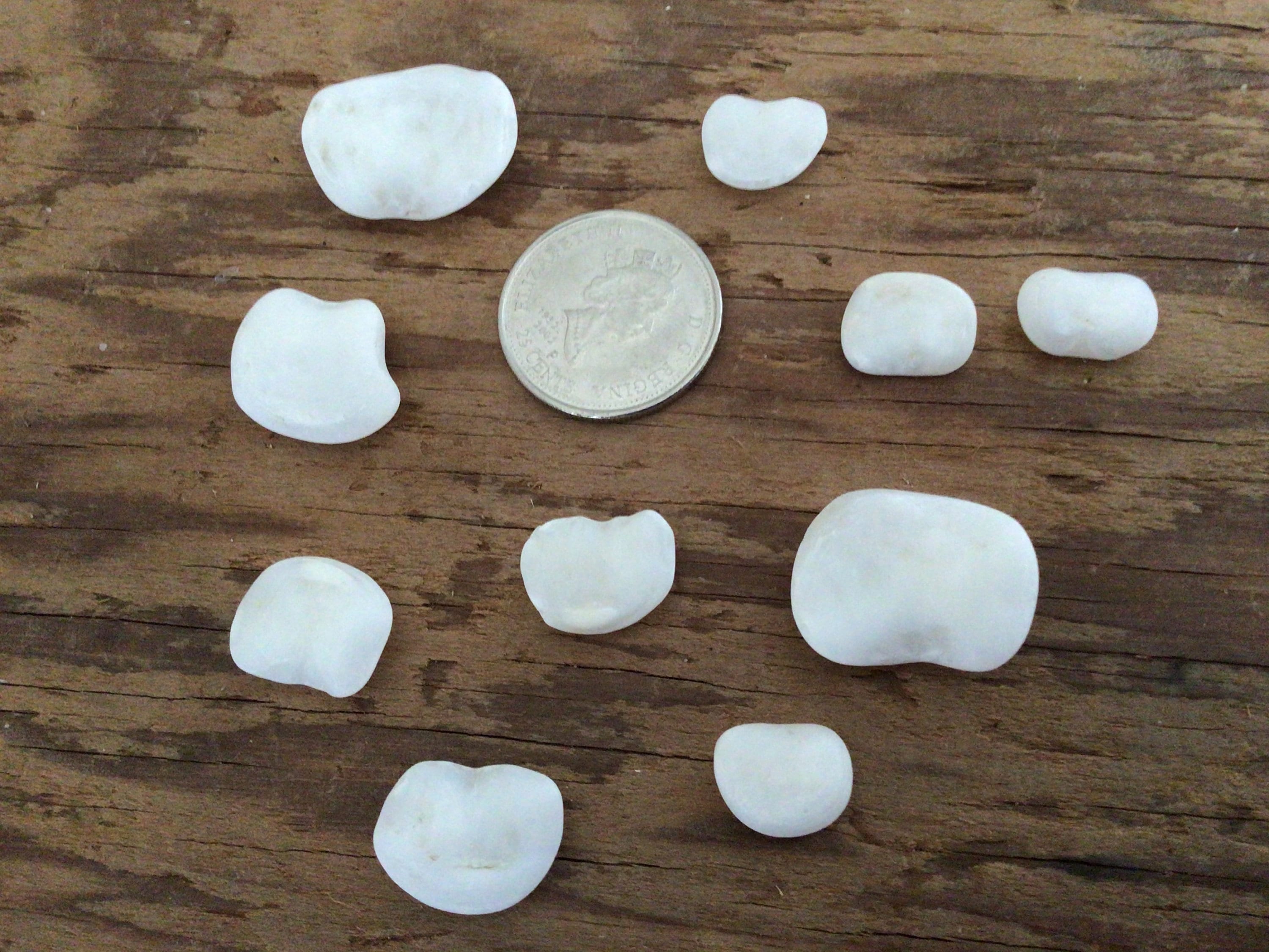 10 Lucky stones Sheepshead otoliths Etsy