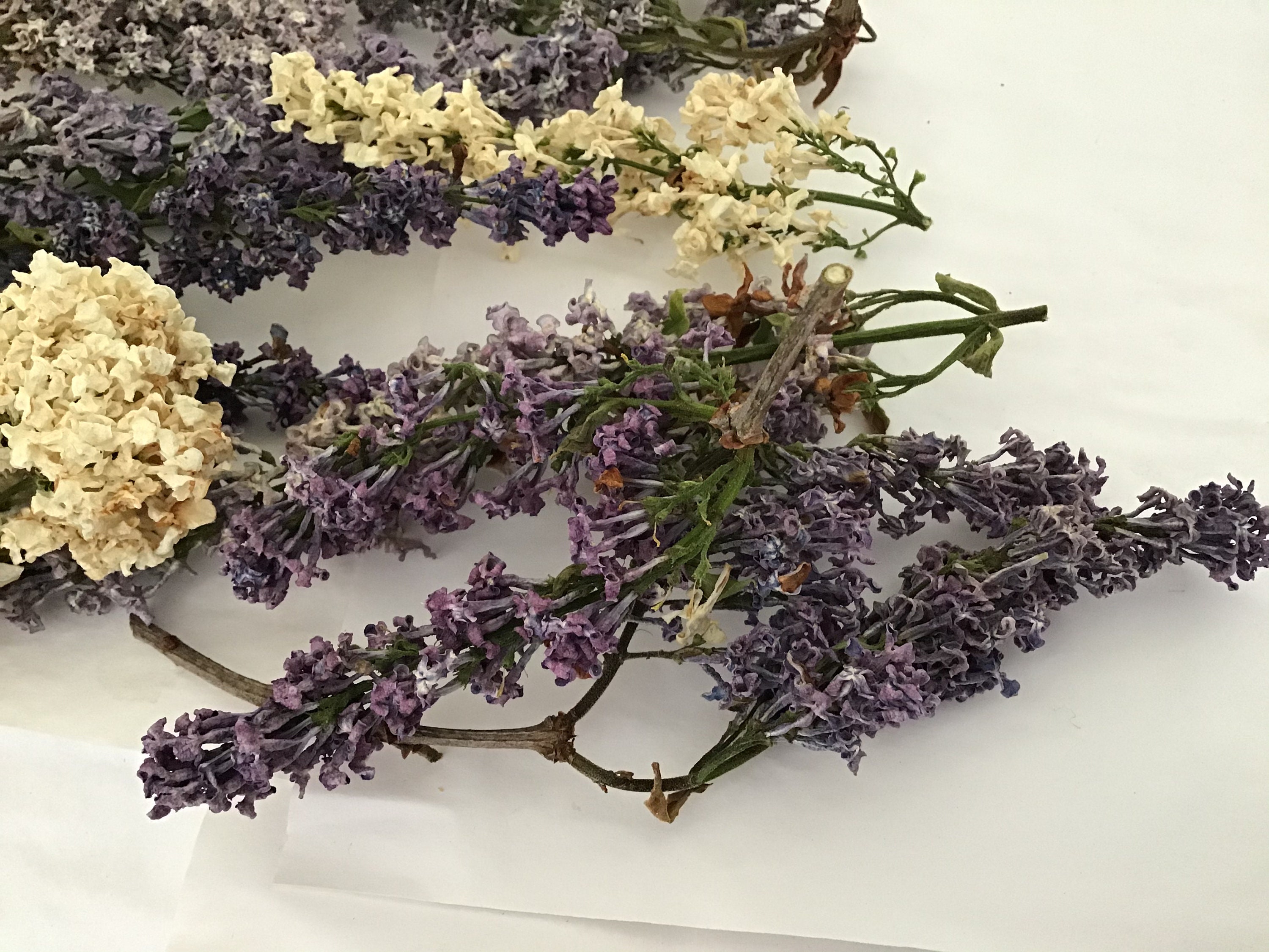 30 dried Lilac flowers Etsy