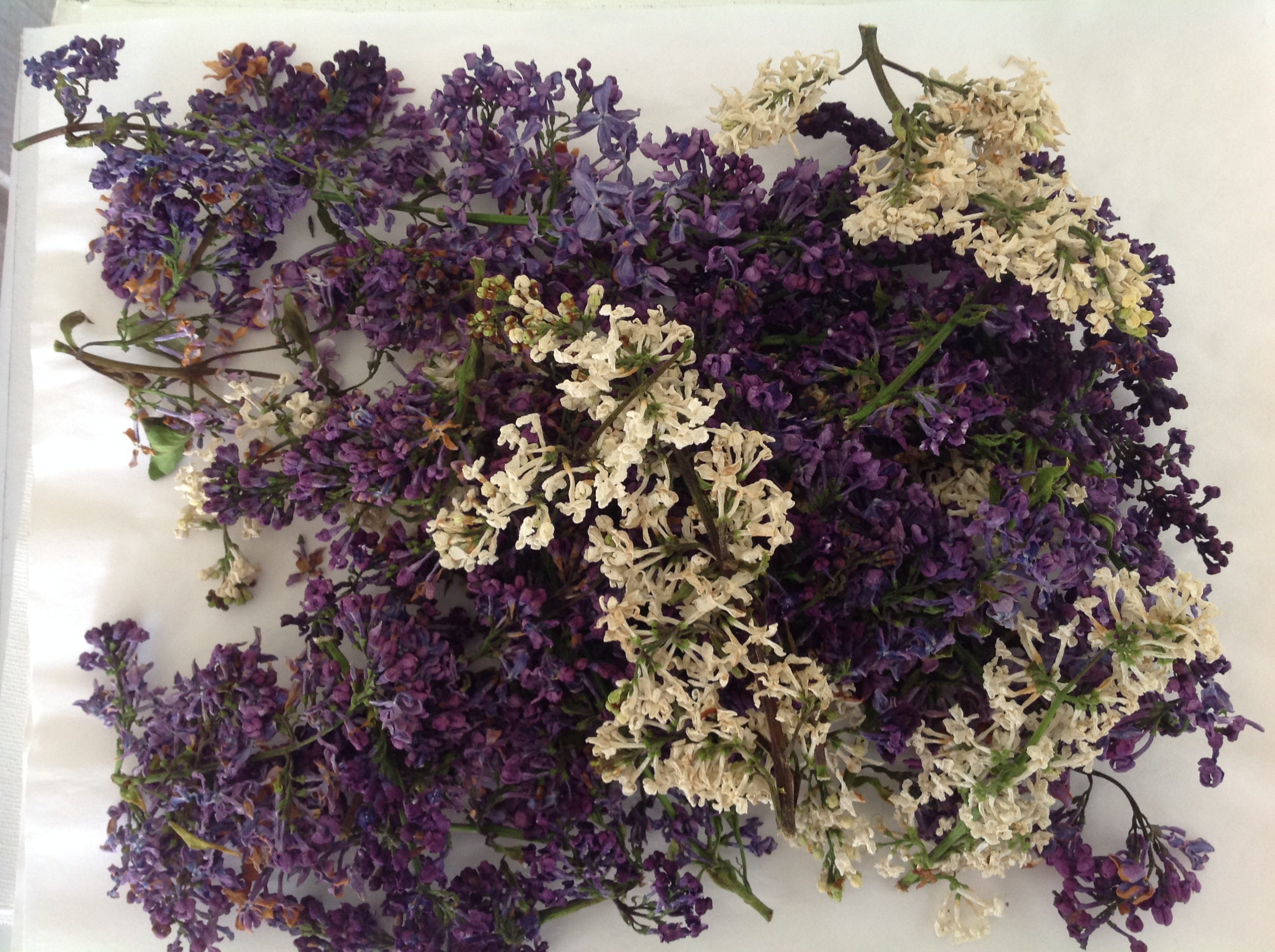 Dried Lilac flowers Dehydrated flowers Dried flowers Potpourri Etsy