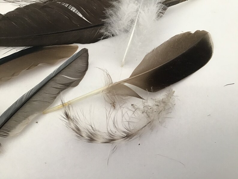 25 Domestic Bird Feathers
