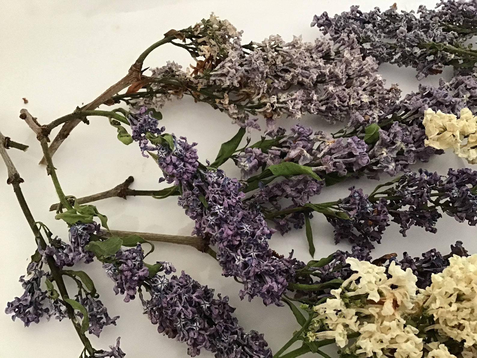 30 dried Lilac flowers Etsy