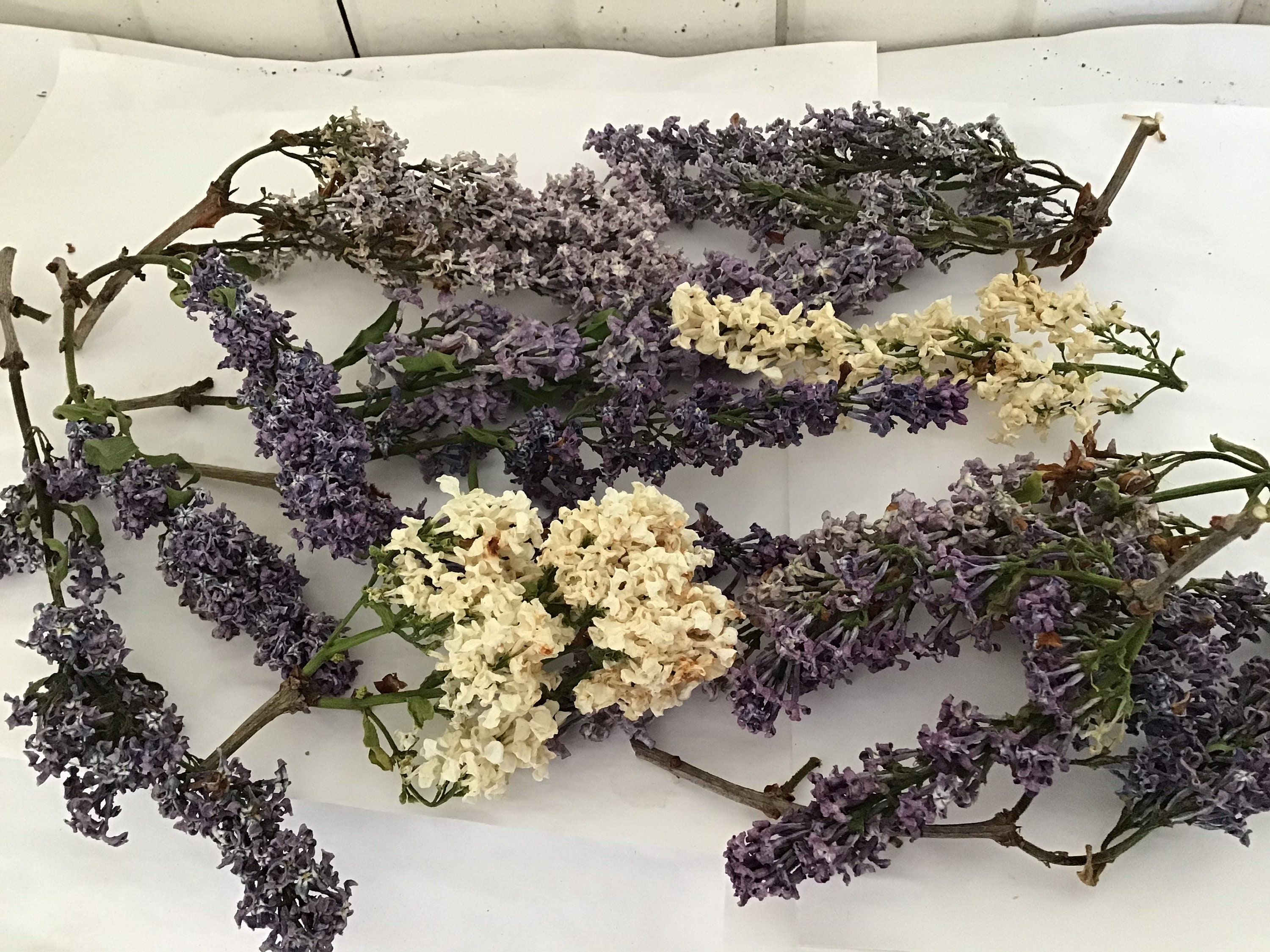 30 dried Lilac flowers Etsy