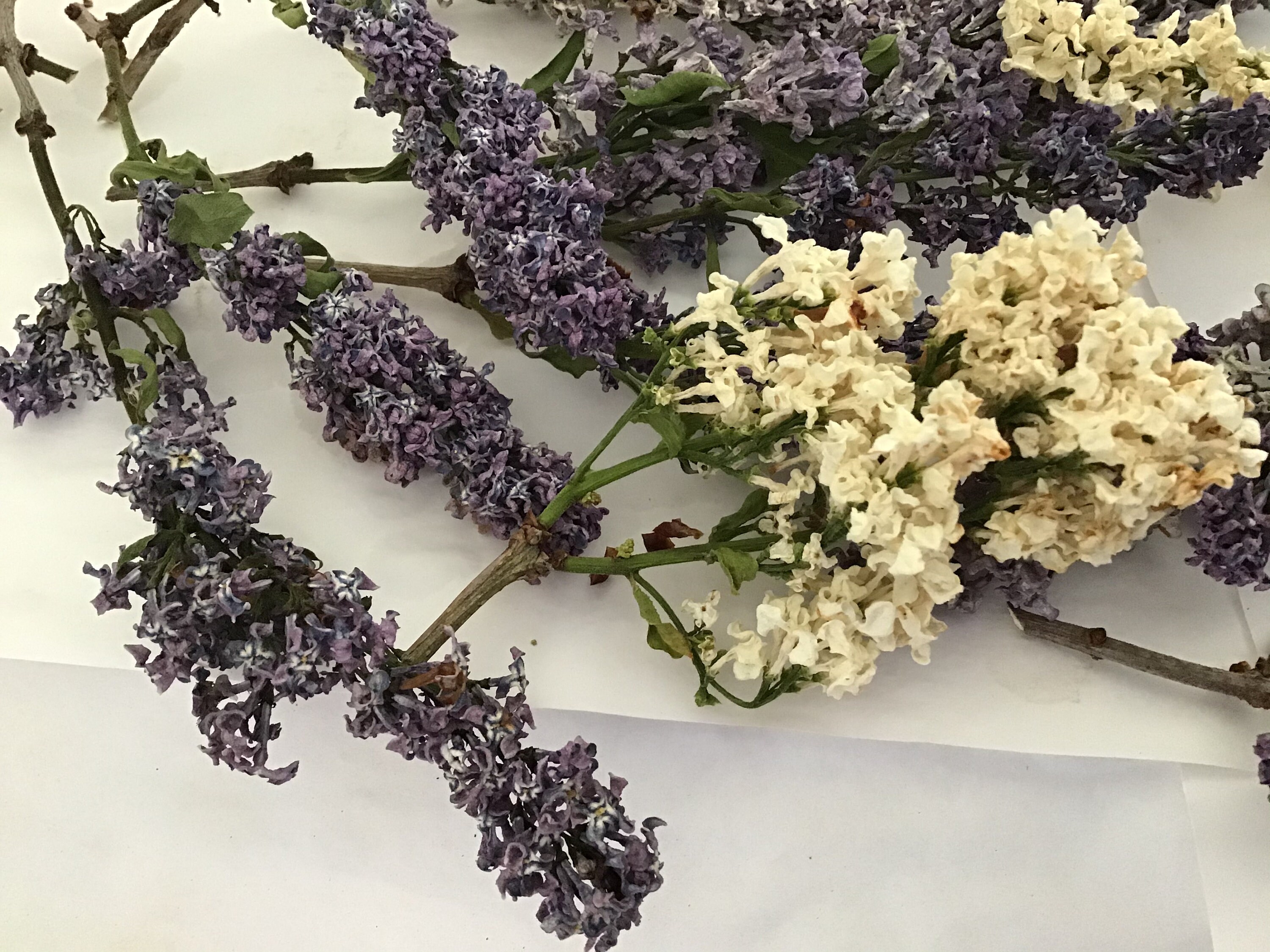 30 dried Lilac flowers Etsy