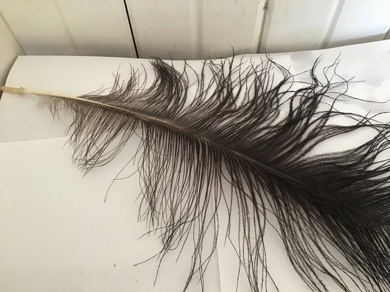 25 Domestic Bird Feathers