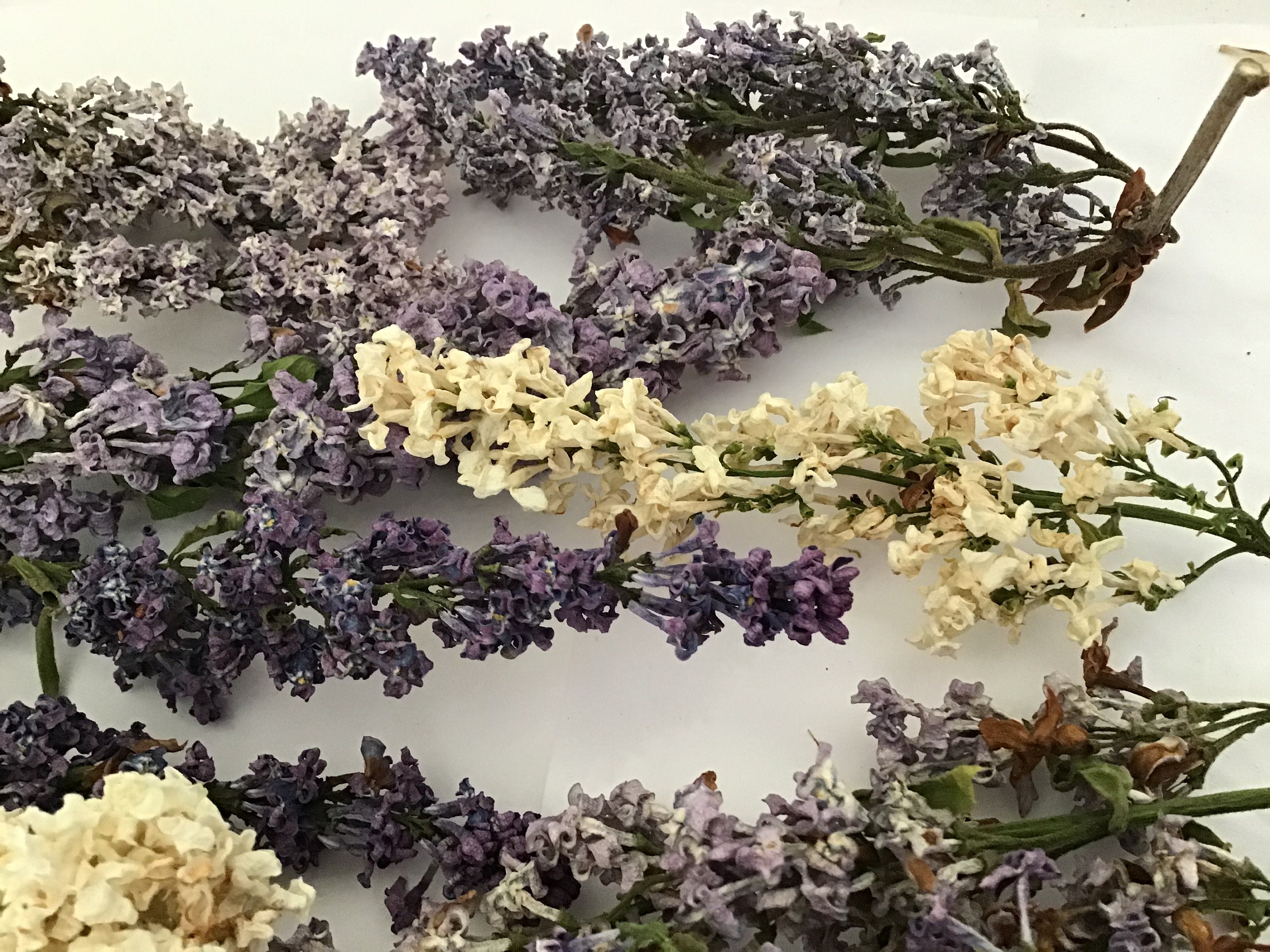 30 dried Lilac flowers Etsy