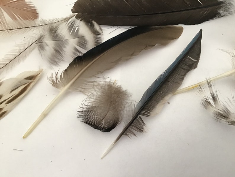 25 Domestic Bird Feathers