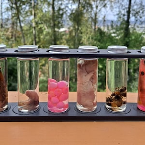Mixed Mystery Lot of 3 or 6 Wet Specimens Insect, Mammal, Bird, Aquatic in 1/2oz. glass jars w/ stand.