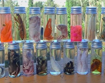 Mixed Mystery Lot Wet Specimens Insect, Mammal, Bird, Aquatic. 1, 2, 3, or 6 specimens in 1/2oz. glass jars.