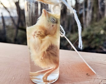 Preserved Button Quail Chick Wet Specimen