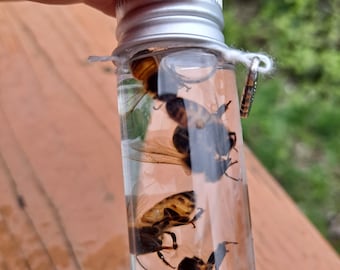 Preserved Honey Bee Wet Specimens