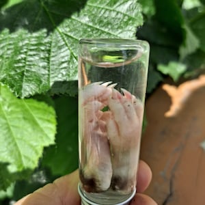 May include: A small glass vial containing two preserved animal paws with claws. The paws are light pink and have dark brown fur at the base.