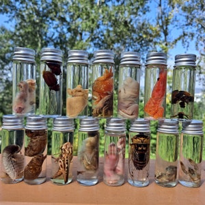 Mixed Mystery Lot Wet Specimens Insect, Mammal, Bird, Aquatic. 1, 2, 3, or 6 specimens in 1/2oz. glass jars.