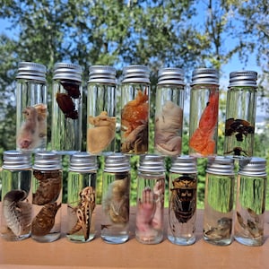 Mixed Mystery Lot Wet Specimens Insect, Mammal, Bird, Aquatic. 1, 2, 3, or 6 specimens in 1/2oz. glass jars.