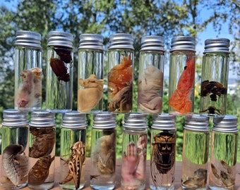 Mixed Mystery Lot Wet Specimens Insect, Mammal, Bird, Aquatic. 1, 2, 3, or 6 specimens in 1/2oz. glass jars.