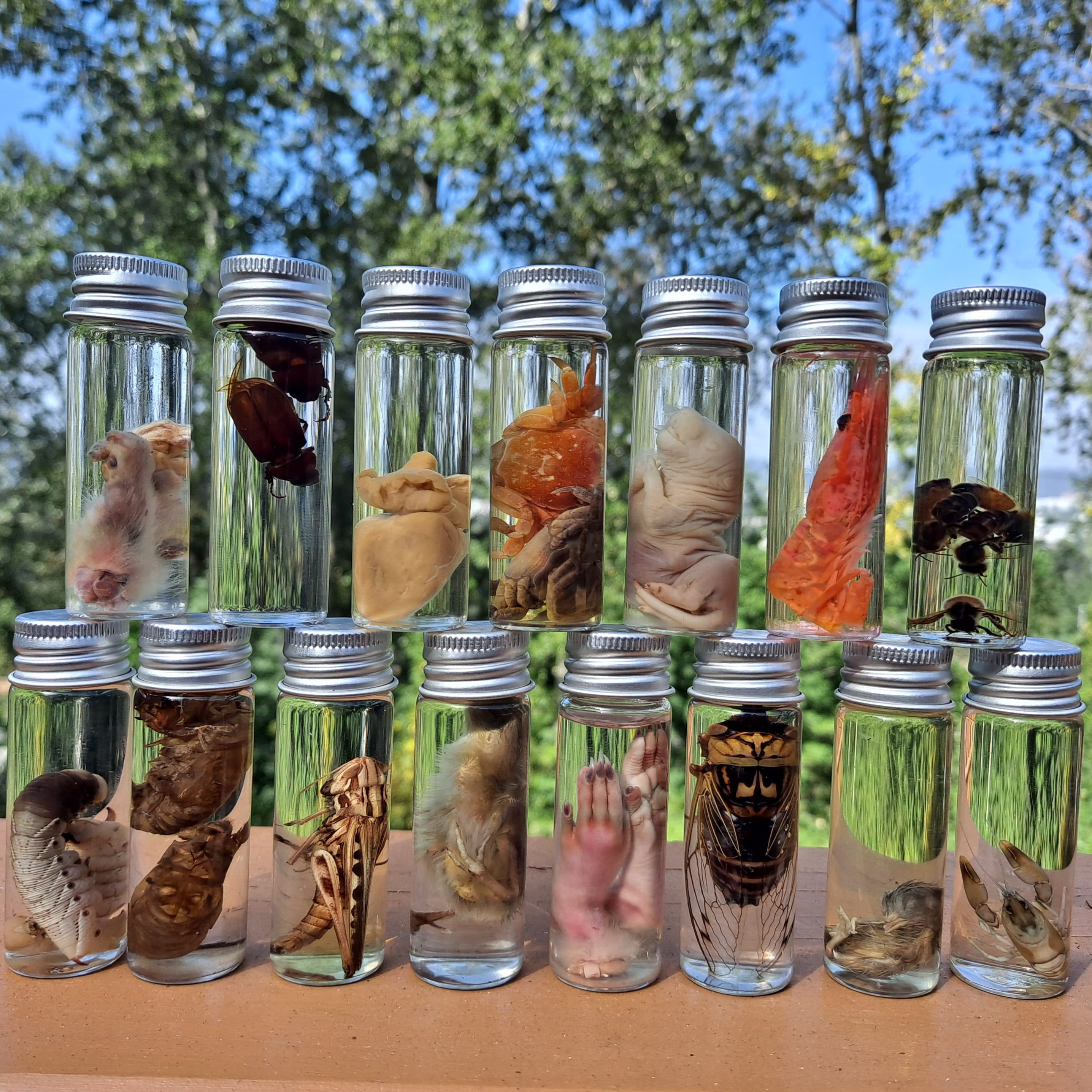 Mixed Mystery Lot Wet Specimens Insect, Mammal, Bird, Aquatic. 1, 2, 3, 6 or 12 specimens in 1/2oz. glass jars.