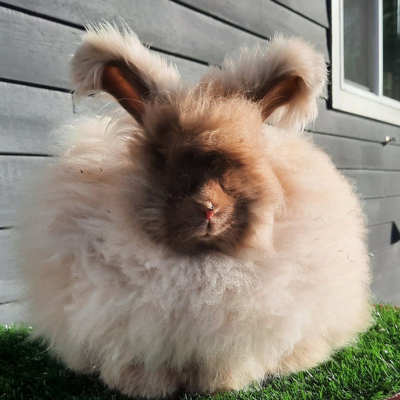 Angora Fiber - Etsy