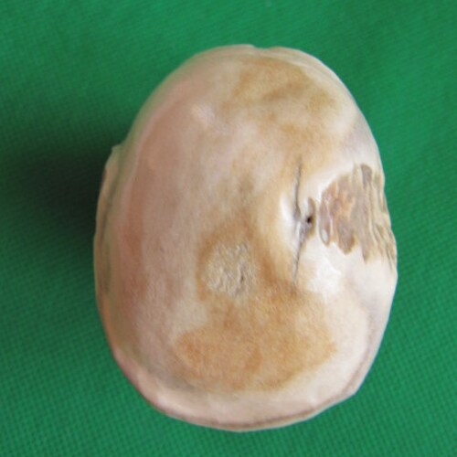 Portrait orders sculpture, forest man. elk horn 3