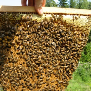 May include: A close-up of a honeycomb frame covered in bees. The frame is made of wood and has a yellow wax foundation. The bees are clustered together, covering the entire surface of the frame.