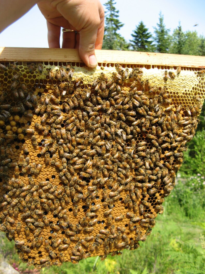 May include: A close-up of a honeycomb frame covered in bees. The frame is made of wood and has a yellow wax foundation. The bees are clustered together, covering the entire surface of the frame.
