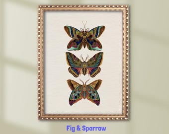 Motte Illustration: Antike Entomologie Kunstdruck (Digitaler Download