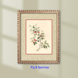 Vintage Apple Botanical Print: Rustic Farmhouse Kitchen Art (Digital Download)