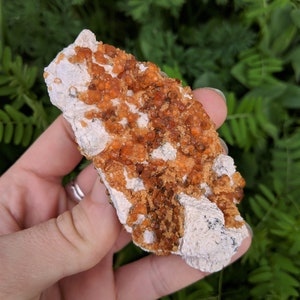 Könnte beinhalten: Ein natürliches Mineralienexemplar wird von einer Hand gehalten. Der Stein weist eine Matrix aus cremefarbenem Stein mit Clustern aus kleinen, orangebraunen Kristallen auf. Der Hintergrund ist verschwommenes grünes Laub.