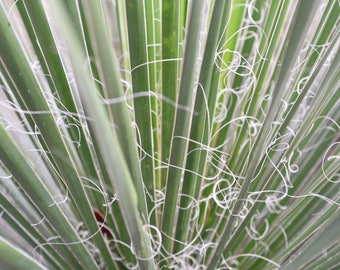 Fotografía de la naturaleza, decoración del hogar, impresión de la naturaleza, impresión de la fotografía, arte de la pared, fotografía abstracta, arte abstracto, impresión abstracta, decoración de la naturaleza