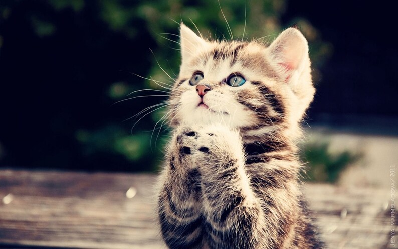 May include: A small tabby kitten with blue eyes sits on a wooden surface with its paws clasped together, looking up with a hopeful expression.