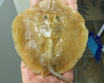 Cute STINGRAY (Fish) Wet Specimen