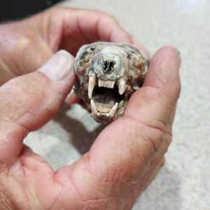 SCARY!!! Dried, Preserved Mink Head. Great Teeth!