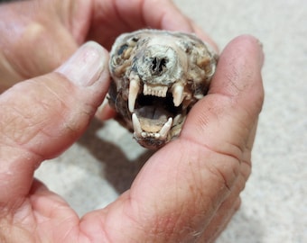 SCARY!!! Dried, Preserved Mink Head. Great Teeth!