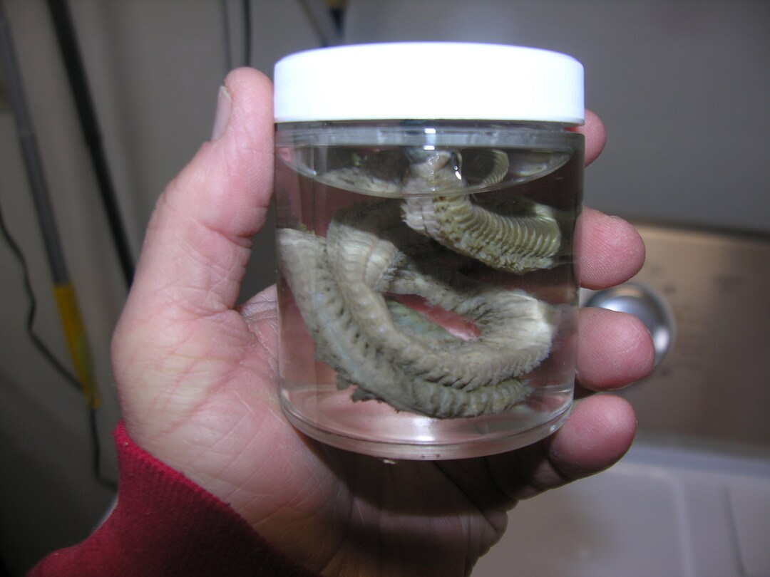 Sandworm [ Nereis] Wet Specimen With Specimen Jar Included. - Etsy