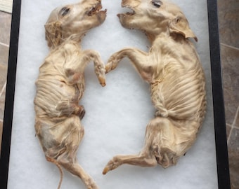 A One And Only "Large Bisected Fetal Piglet" In Riker Box