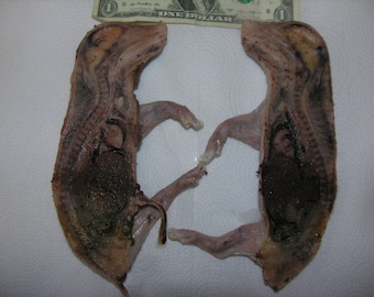 Beautiful Symmetry Bisected "Wet" Fetal Piglet