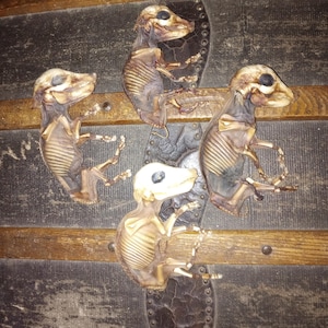 The "Fantastic Four" Mummified & Preserved Fetal Piglets