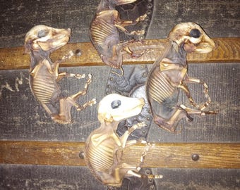 The "Fantastic Four" Mummified & Preserved Fetal Piglets